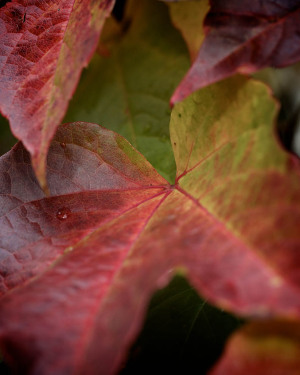 Natur