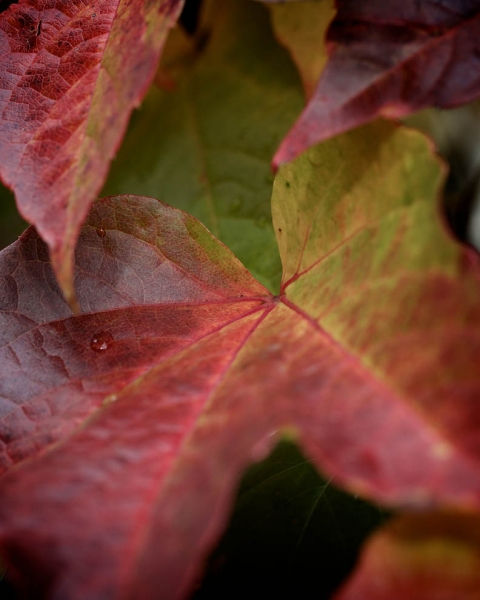 HerbstblÃ¤tter
